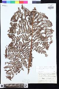 Dryopteris rubiginosa image