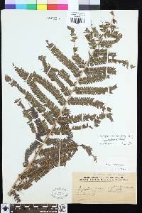 Pseudocyclosorus tylodes image