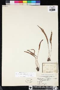 Elaphoglossum acrostichoides image