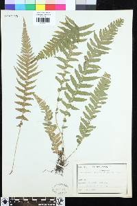 Phegopteris decursive-pinnata image