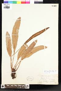 Elaphoglossum feejeense image