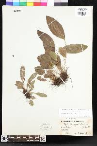 Elaphoglossum ulei image