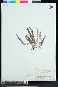 Polystichum lanceolatum image