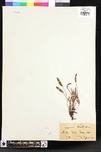 Elaphoglossum lorentzii image