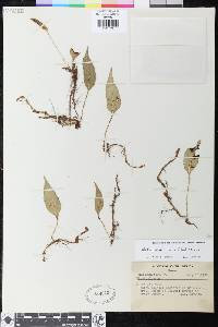 Elaphoglossum lloense image