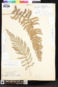 Polystichum dudleyi image