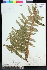 Polystichum ovatopaleaceum image