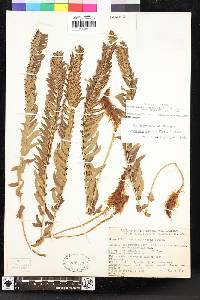 Polystichum imbricans subsp. curtum image