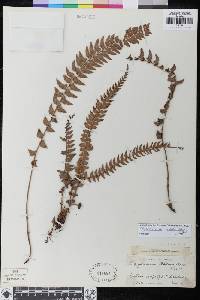 Polystichum submucronatum image