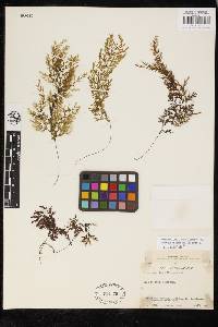 Hymenophyllum multifidum image