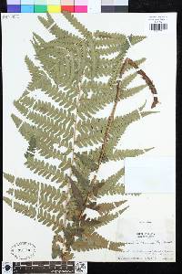 Dryopteris ludoviciana image