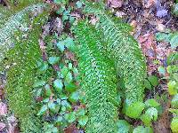 Polystichum aculeatum image