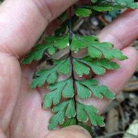 Lindsaea trichomanoides image