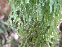 Hymenophyllum pulcherrimum image