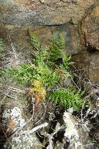 Asplenium appendiculatum image