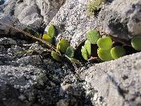 Pyrrosia eleagnifolia image