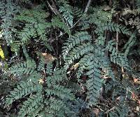 Adiantum novae-caledoniae image