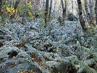 Polystichum vestitum image