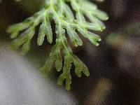 Hymenophyllum flexuosum image