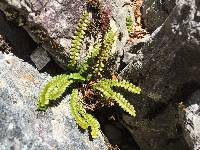 Austroblechnum penna-marina subsp. alpina image