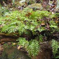 Hymenophyllum deplanchei image