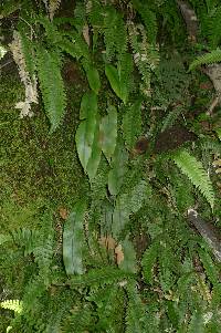 Austroblechnum colensoi image