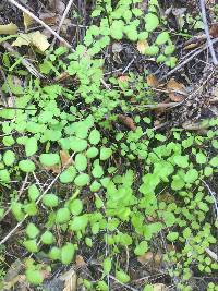 Adiantum jordanii image