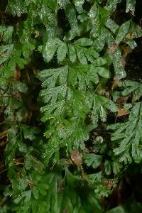 Hymenophyllum revolutum image