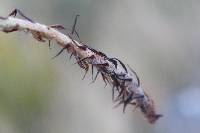 Polystichum oculatum image