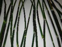 Equisetum hyemale subsp. hyemale image