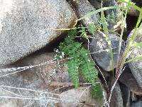 Notholaena lemmonii var. lemmonii image