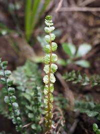 Austroblechnum membranaceum image