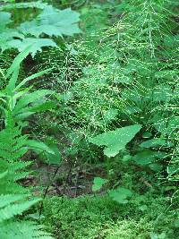 Equisetum pratense image