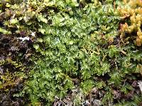 Hymenophyllum minimum image