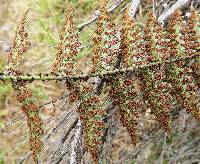 Polystichum oculatum image