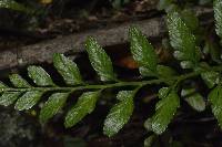 Asplenium lyallii image