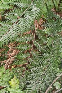 Polystichum oculatum image