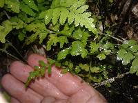 Asplenium lamprophyllum image