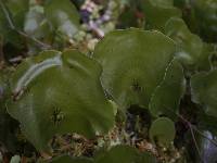 Hymenophyllum nephrophyllum image