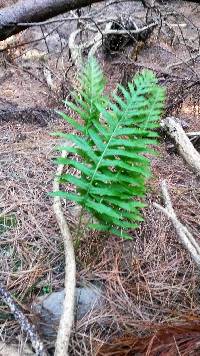 Polypodium vulgare image