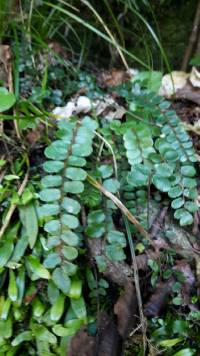 Pellaea rotundifolia image