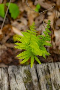 Thelypteris palustris subsp. pubescens image