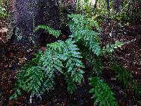 Asplenium oblongifolium image