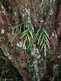 Asplenium flaccidum image