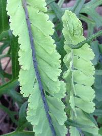 Adiantum shepherdii image