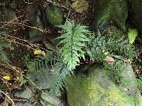 Asplenium appendiculatum subsp. appendiculatum image