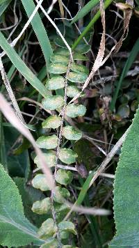 Pellaea rotundifolia image