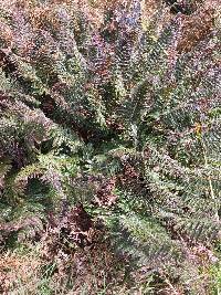 Polystichum vestitum image