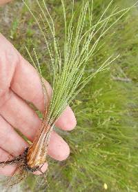 Isoetes butleri image