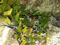 Austroblechnum penna-marina subsp. alpina image